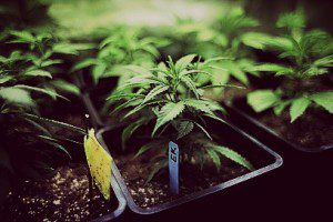 Marijuana crop greenhouse 6-26-14