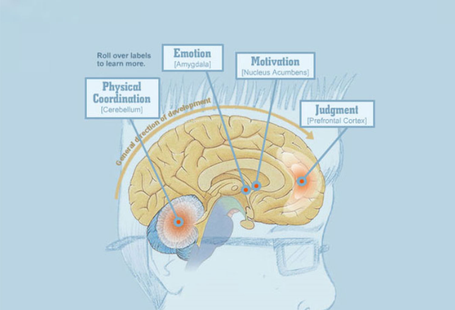 Inside The Teenage Brain Worksheet