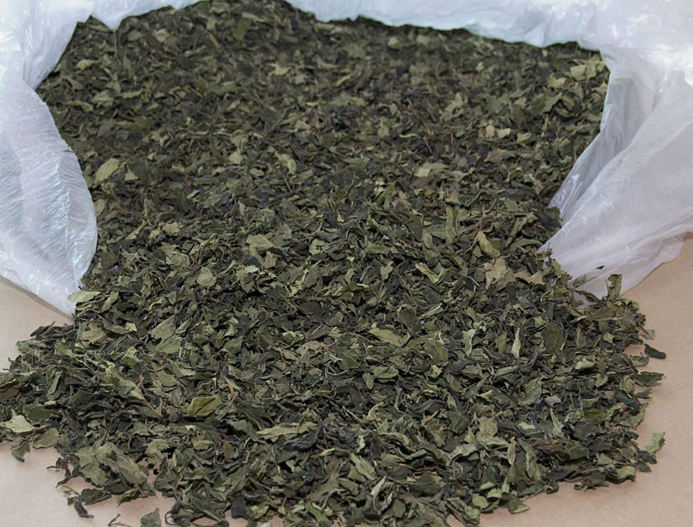 Khat (Stimulant) Risks, Warning Signs & What Parents Should Know Partnership to End Addiction