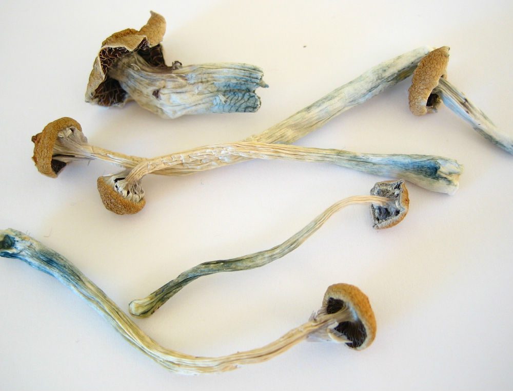 Mushrooms Risks Signs Of Use What Parents Should Know Partnership To End Addiction