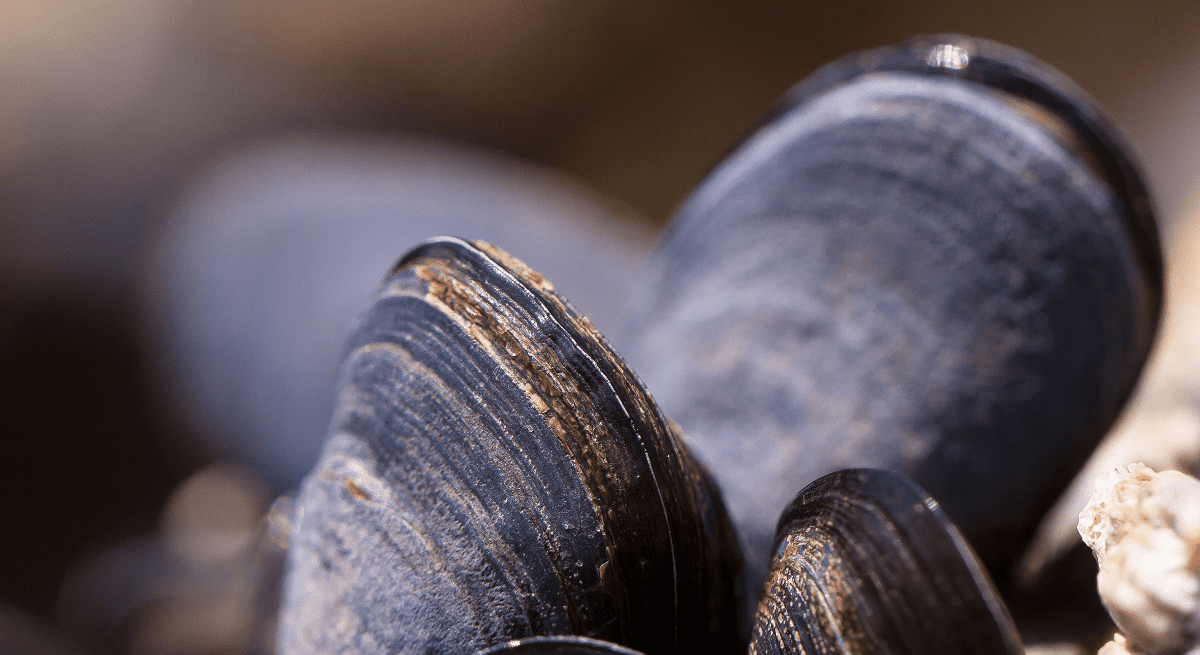 Mussels in Washington State Test Positive for Oxycodone Partnership