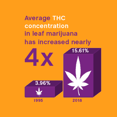 cannabis (marijuana) potency infographic - average thc concentration in leaf marijuana has increased nearly four times since 1995